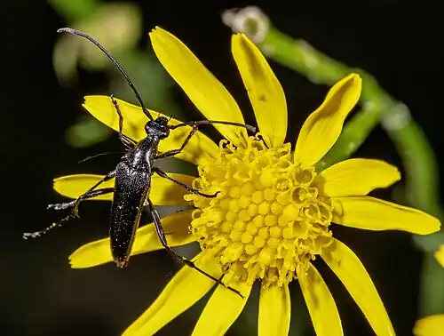 Rutpela (ex-Stenurella) nigra  ♂ (Linné, 1758)
