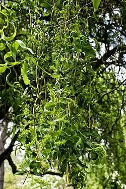 Feuilles et inflorescences Tarn