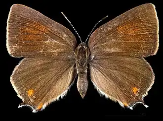 Satyrium spini ♂ 	MHNT