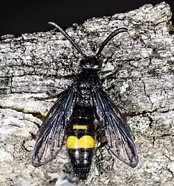 Scolia hirta unifasciata Mâle