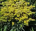 Solidago canadensis 'Little lemon' Giroussens