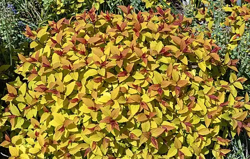 Spiraea japonica 'Goldflame' - habitus.