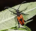 Stictoleptura cordigera (Fuesslins, 1775) ♂