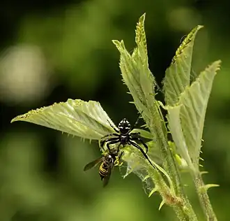 Capture d'une Vespula vulgaris sur Rubus ulmifolius