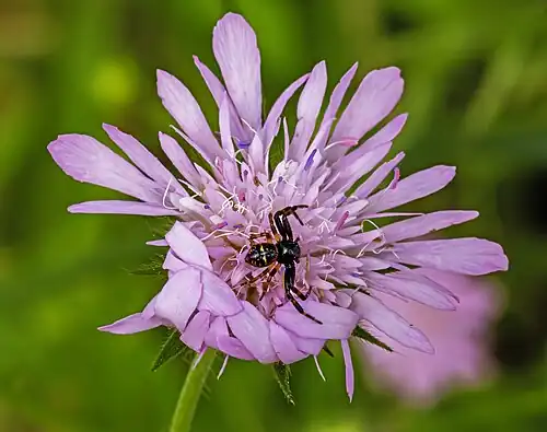 Synema globosum devant son nid sur une Knautie des champs
