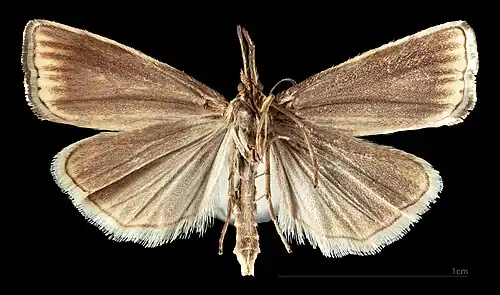 Thisanotia chrysonuchella ♀  △