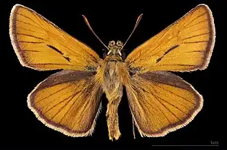 Thymelicus sylvestris ♂  (dorsal) MHNT.