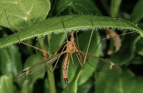Femelle à l’abdomen pointu
