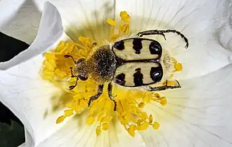 Description de cette image, également commentée ci-après