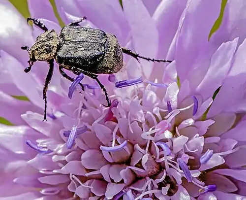 Sur une Knautie des champs MHNT
