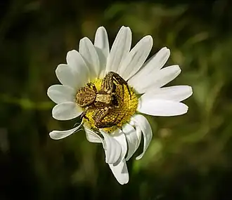 X. cristatus mâle avec une proie, sur une Marguerite commune qui lui sert de nid.
