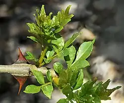 Jeunes pousses et inflorescences immatures