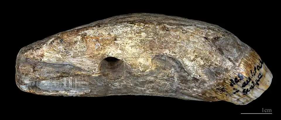 Brochet incisé sur une canine d'ours - Muséum de Toulouse