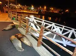Vue nocturne avec otaries Zalophus wollebaeki.