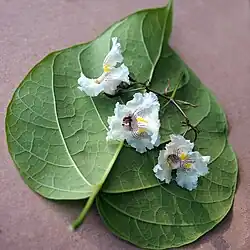 Feuille cordée, panicule de fleurs.