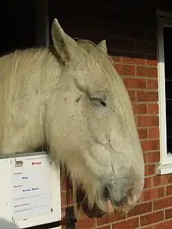 Tête d'un Clydesdale gris