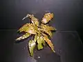 Une variété de Cryptocoryne  wendtii.Cultivée par "Tropica Aquarium Plants" (Société danoise).
