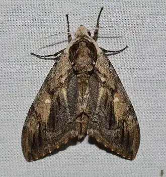 Description de l'image - 7786 – Ceratomia amyntor – Elm Sphinx Moth (43246522724).jpg.