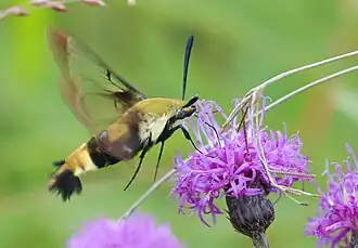 Description de l'image - 7855 – Hemaris diffinis – Snowberry Clearwing Moth (14937581342).jpg.