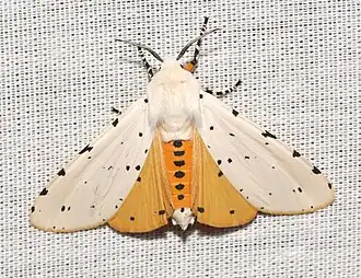 Description de l'image - 8131 – Estigmene acrea – Salt Marsh Moth (29457315097).jpg.