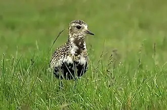 Photographie d'un Pluvier doré en train de muer. Sur sa poitrine apparaît clairement un collier de plumes jaunes et noires, avec des plumes blanches autour.