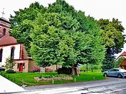 Vue générale du tilleul de Turenne en 2017.