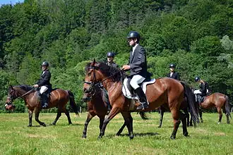 De grands poneys bruns, roux et noirs montés par de jeunes hommes.