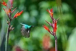 Souimanga à ventre olive en vol