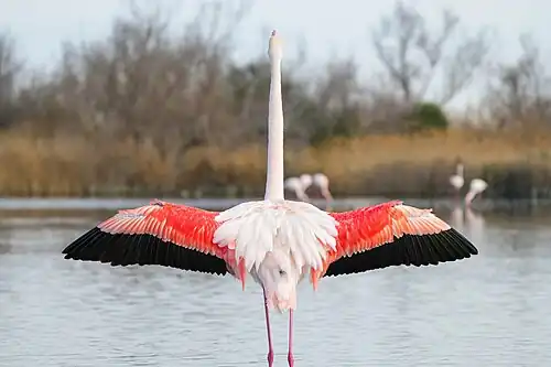 Photo du plumage d'un flamant rose bien visible avec les ailes déployées.