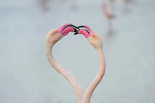 Prise de bec entre deux mâles pendant les parades,