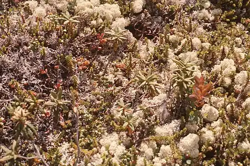 Flore nordique à nos pieds sur Niapiskau