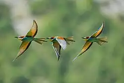 Chronophotographie d'un Guêpier d'Europe (Merops apiaster) en vol à Pfyn-Finges, Suisse