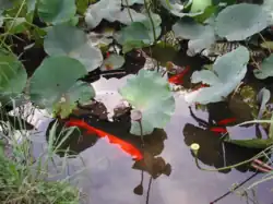 Nénufars et poissons rouges