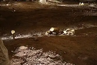 06&nbsp;: Crânes d’ours, un os planté verticalement dans le sol.