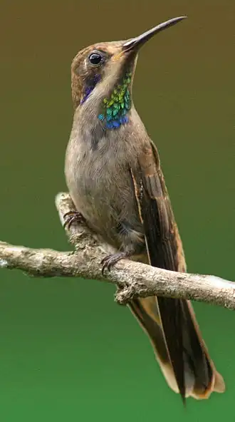 Colibri de DelphineColibri delphinae.