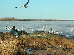 Lac Osisko, la colonie de goélands.
