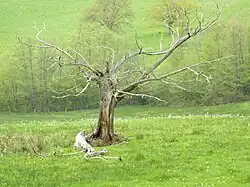 L'arbre à dépecer, arbre auquel les animaux à abattre, bœufs, porcs, étaient suspendus.