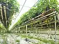 Plougastel-Daoulas : culture de fraises en hauteur et sous serre.