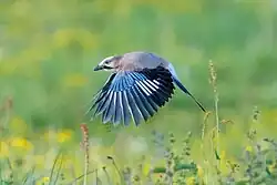 Geai des chênes en vol