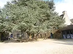 Le cèdre devant les bâtiments du XVIIIe&nbsp;siècle.