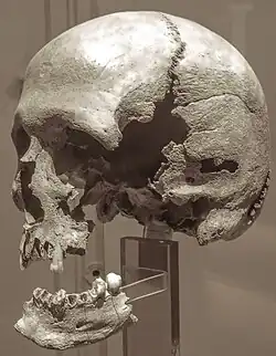 Tête d'homme trouvée en 1924-1925 par Zacharie Le Rouzic sur l'îlot d'Er Yoc'h (Musée de préhistoire de Carnac).