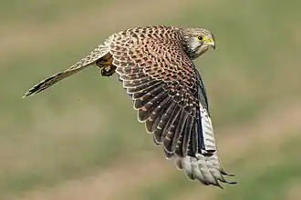 Un faucon crécerelle en vol dans le parc naturel régional Pfyn-Finges, Suisse.