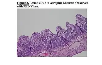 Description de l'image 07 01 PED Purple virus slide Figure 2.jpg.