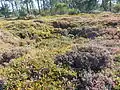 Trou de bombe recolonisé par la lande dans la presqu'île de Roscanvel (près de la batterie de Cornouaille)