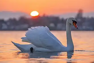 Flottant au soleil couchant sur le Léman.