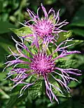 Centaurea uniflora.