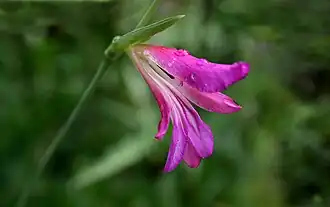 Gladiolus italicus