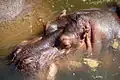 Hippopotame amphibie