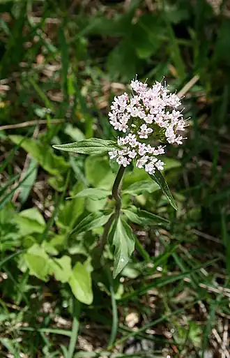 Description de l'image 0 Valeriana tripteris - Vallorcine (1).JPG.