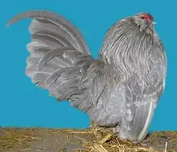 Coq barbu d'Anvers gris perle caillouté blanc.